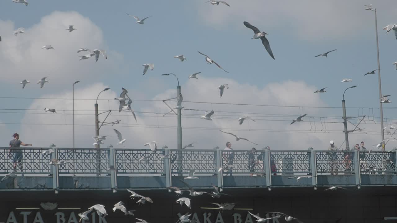 Seagulls Flying Over Bridge