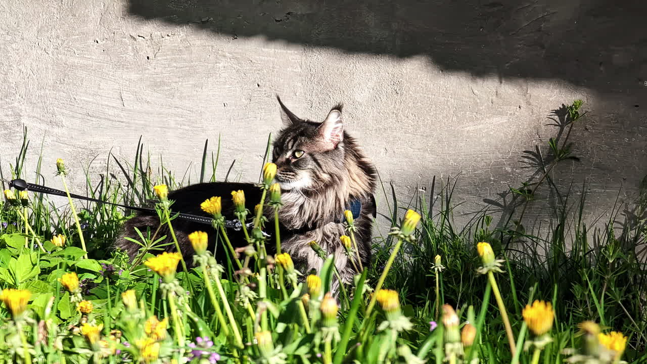 Portrait of Fuzzy Black Cat Posing on Green Grass with Flowers