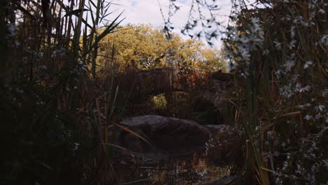 botánica del parque urbano, plantas y vegetación alrededor del agua del pantano del arroyo rocoso en el parque central de nueva york en la mañana soleada, puente peatonal en el fondo, paisaje natural