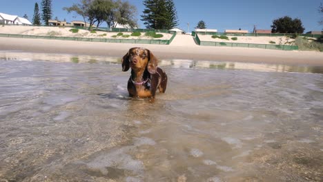 miniature brown daschund puppy playing in the ocean.