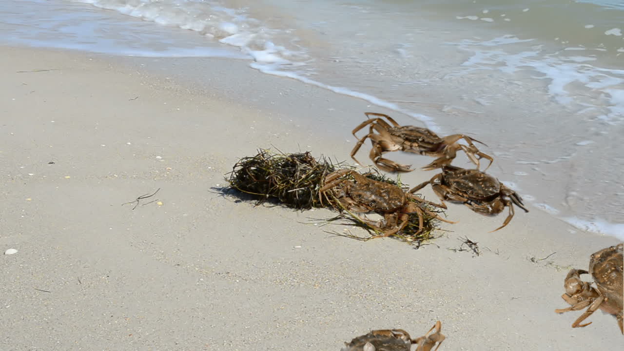 Krab op het strand. Opnamen op het strand