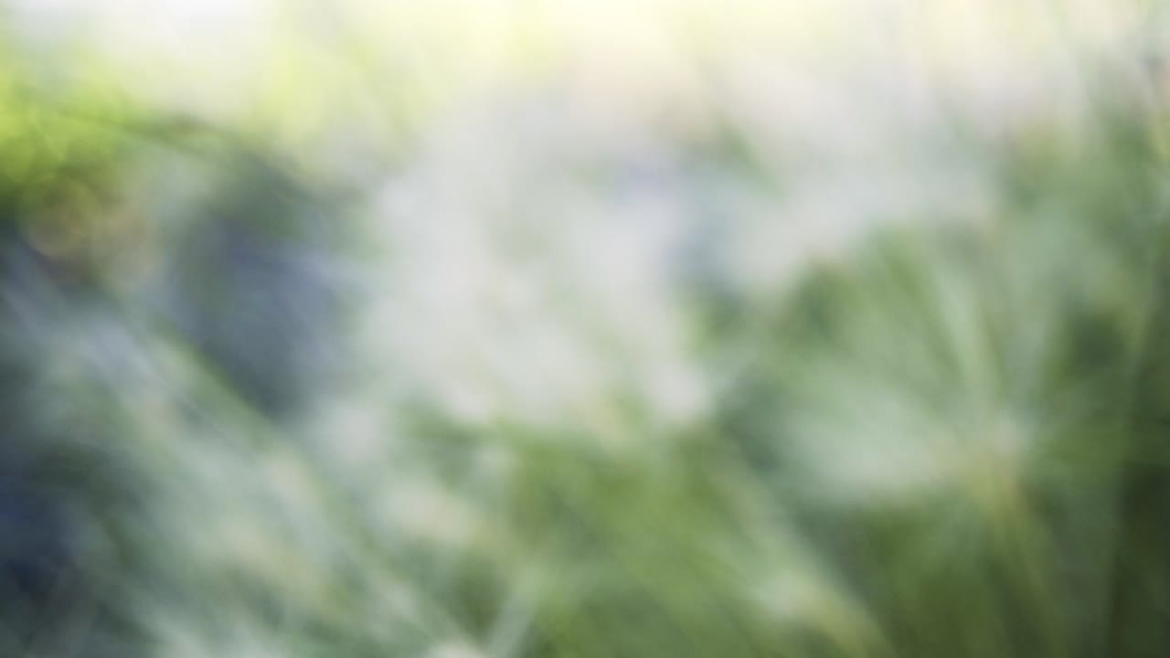 hierba delicada con cabezas de semillas esponjosas