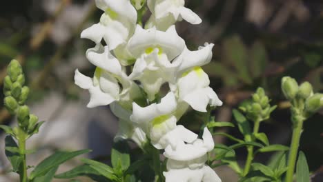 Blumen-Nehmen-Die-Sommersonne-Auf