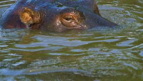 el hipopótamo se eleva desde debajo del agua para mirar alrededor, cierra la cámara súper lenta