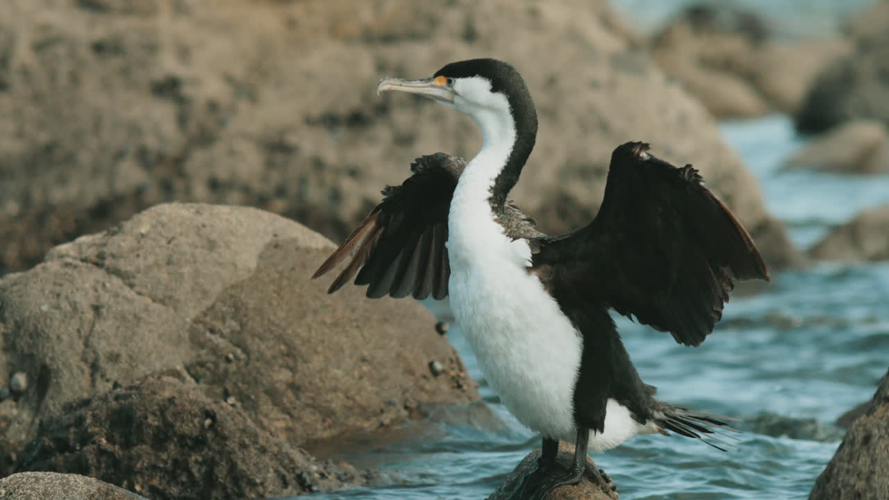 un cormorán de varios colores secándose las alas en el océano - de cerca