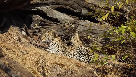 Totale-Aufnahme-Eines-Leoparden,-Der-Aufsteht-Und-Aus-Dem-Bild-Geht,-Mashatu,-Botswana