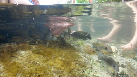 un grupo de personas recibe una pedicura con peces en una piscina natural en el parque nacional arikok, aruba, caribe holandés.