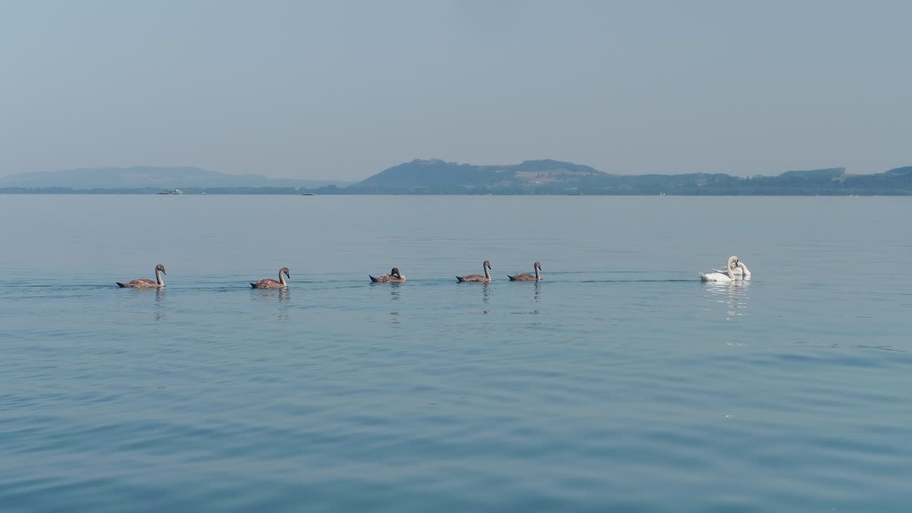 A Family of Mute Swans With 5 Cygnets Are Swiming Calmly on the Open Lake Neuch&acirc;tel Switzerland Far Away From the Coast, Some Beautiful Hills and Mountains Can Be Seen in the Background, Sunny Day