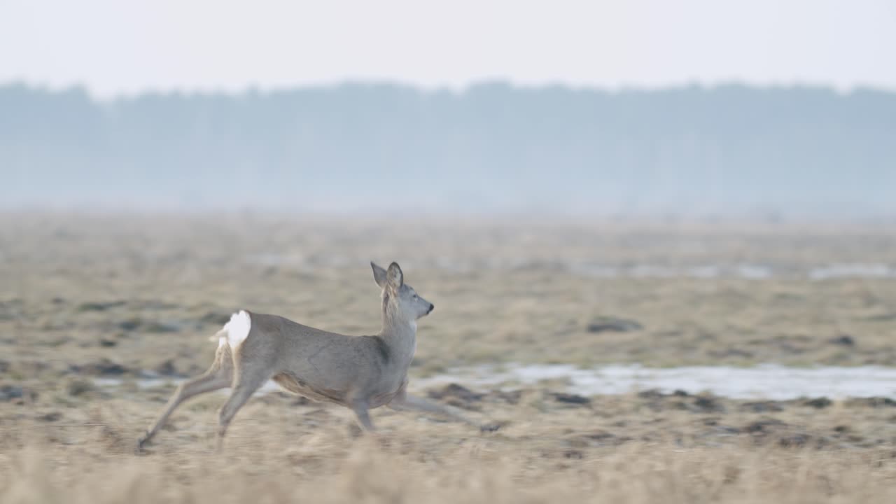 Gros plan sur un chevreuil sauvage commun marchant et broutant de l'herbe dans un champ de prairie d'herbe sèche au début du printemps
