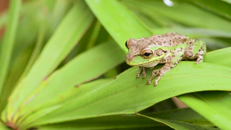 Grüne-Und-Braune-Laubfroschamphibie-Auf-Grünem-Laub-Hautnah