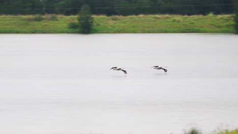 pelicans gliding over calm water of river in hunter valley, nsw, australia