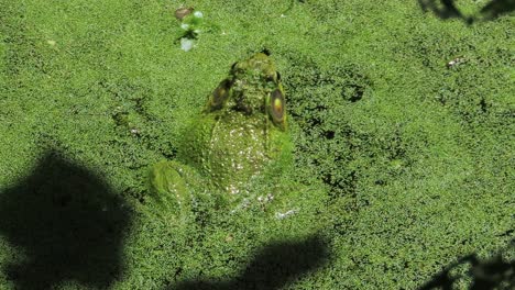 cerca de la gran rana sapo en el verde aguas de algas sucias croaking ribbit