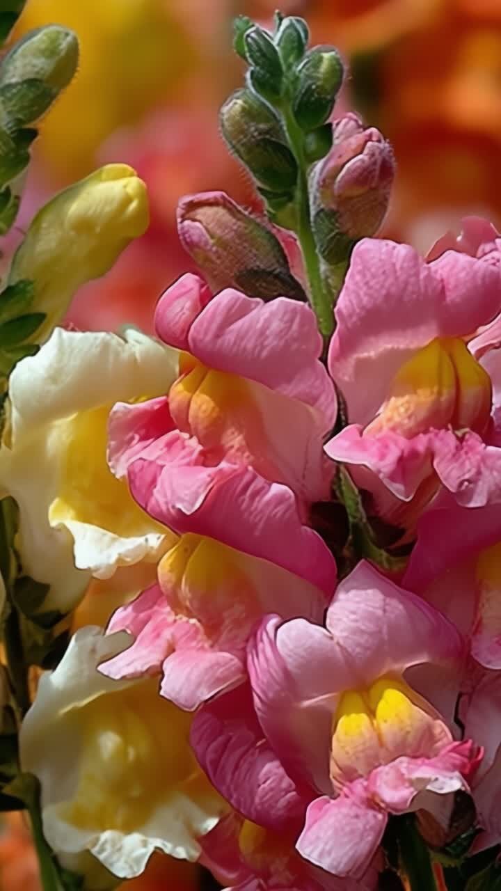 Una vivace esposizione di bocche di leone in piena fioritura, che mostra colori ricchi e intricate strutture dei petali su uno sfondo vivace di splendore floreale