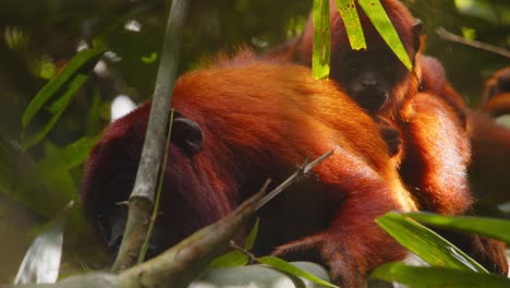 closeup mother red howler monkey rests in a bamboo bush with its curious baby holding on to her back