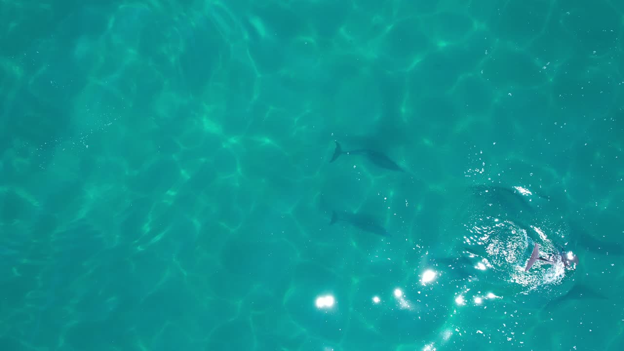 Bottlenose Dolphins In Turquoise Seascape In New South Wales, Australia - Drone Shot