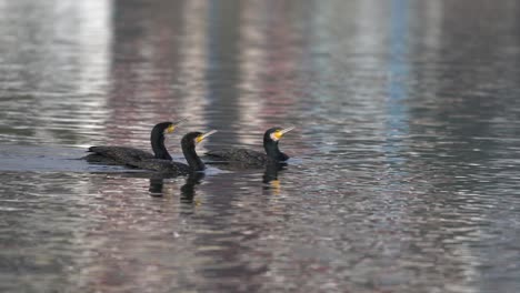 three cormorants swimming around in a lake in the morning light