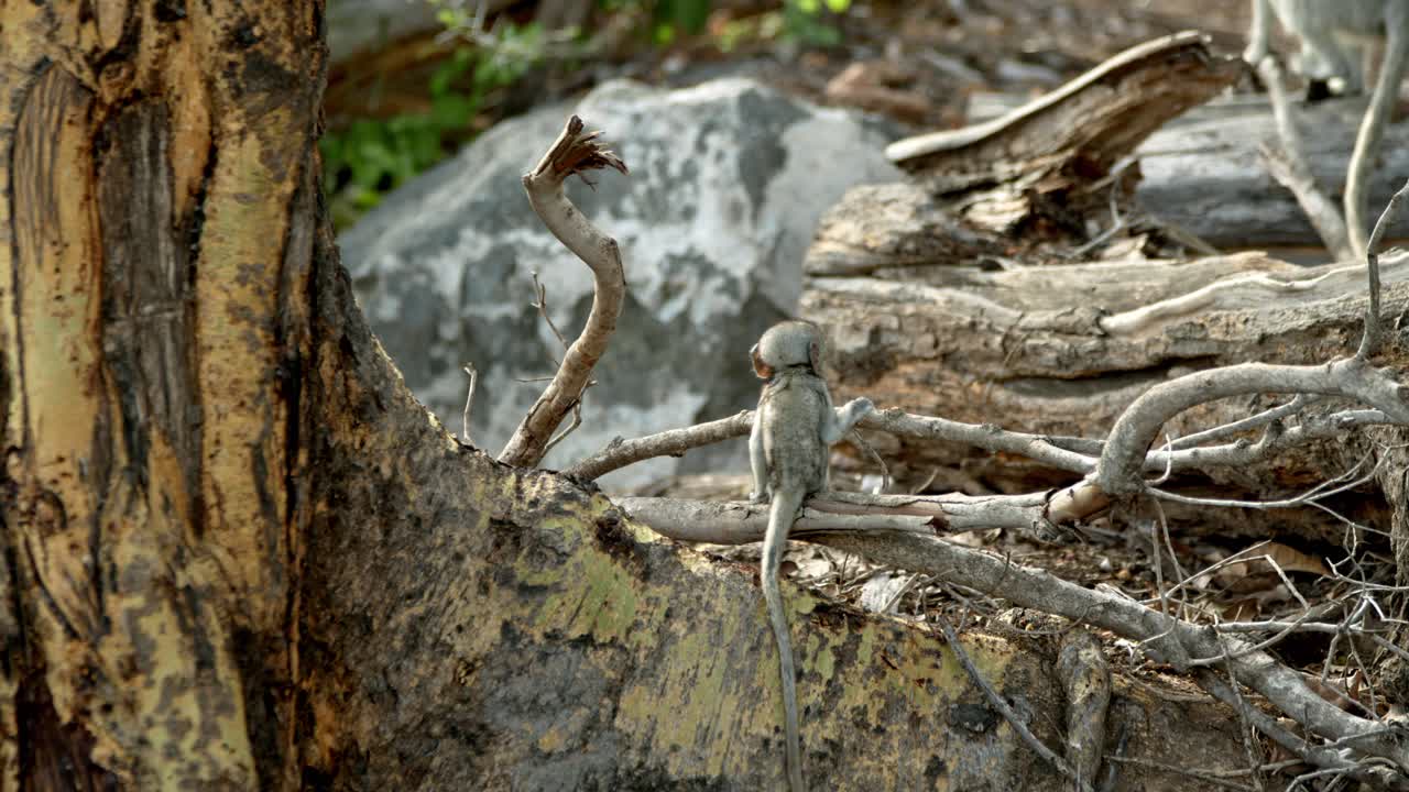 mzima springs, tsavo west 국립 공원, 케냐 근처 서식지에있는 vervet 원숭이