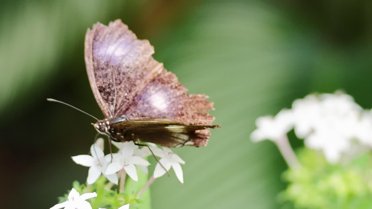 A butterfly delicately feeds on white flowers in a lush, green environment. Bright lighting highlights the intricate wing patterns