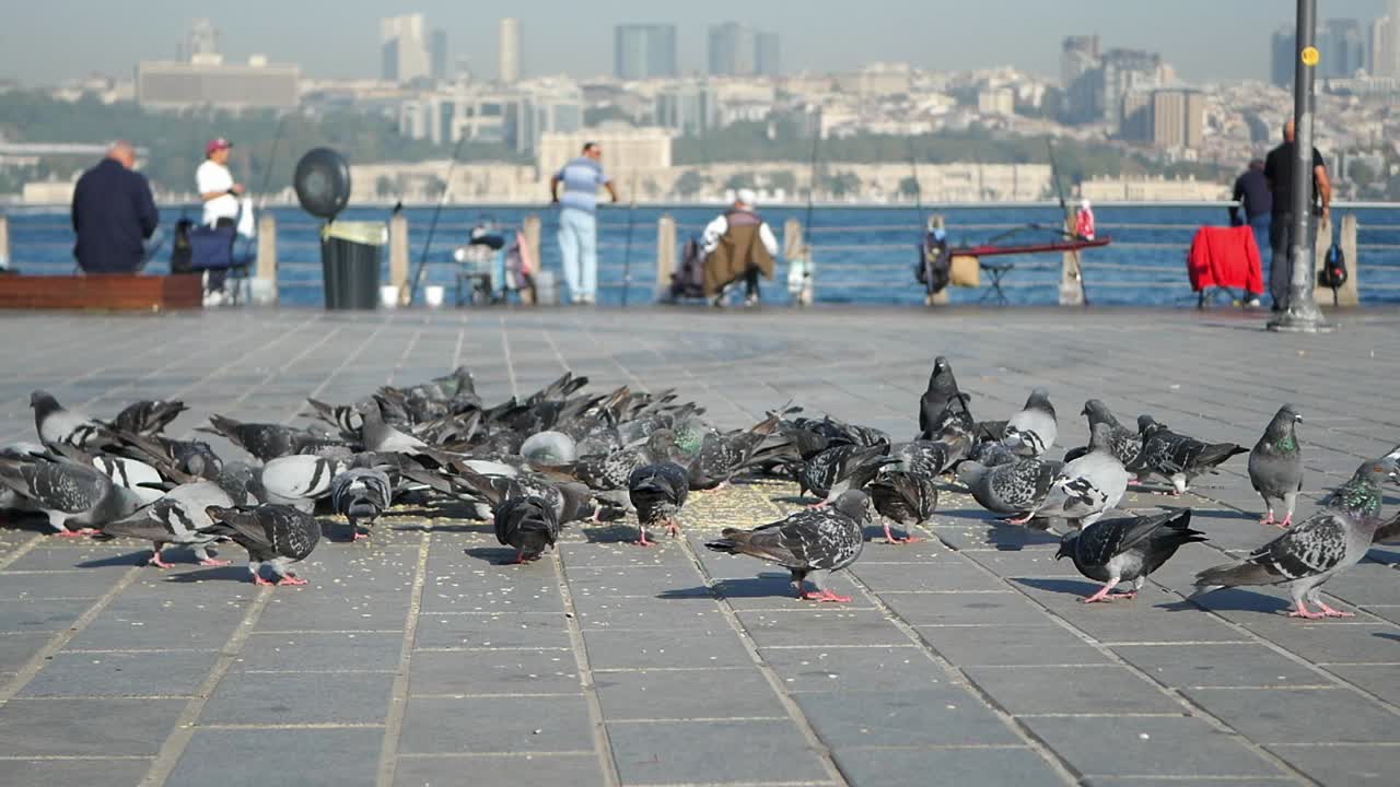 이스탄불 의 해안 산책로 에서 먹이 를 먹는 비둘기 들