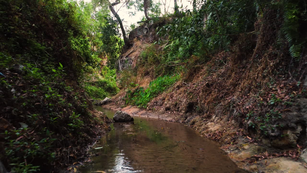 siguiendo el flujo de agua entre la vegetación tropical