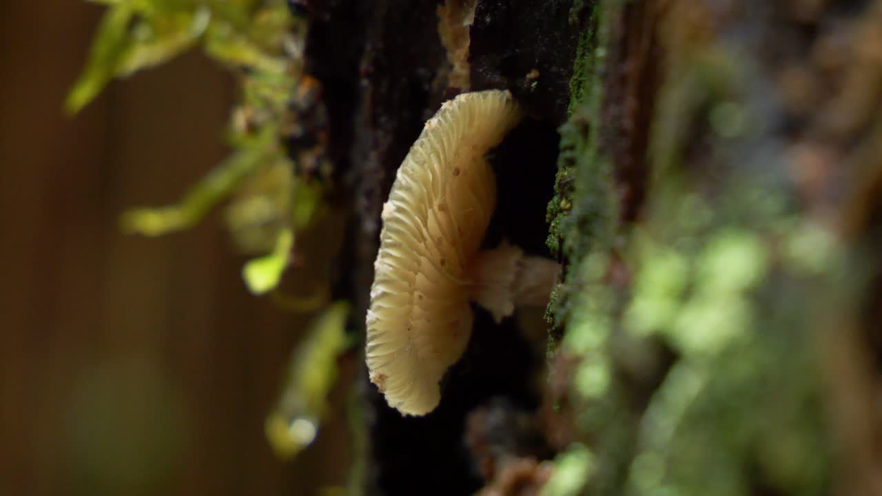Splitgill Mushroom Fungi In The Forests Of South Island, New Zealand. Close-up Shot