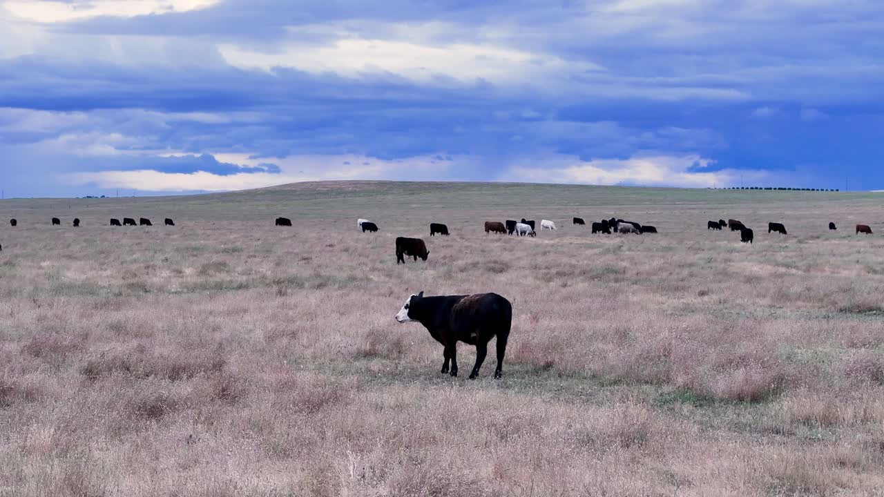 죽은 짚으로 가득 찬 들판에서 카메라를 보고 있는 소