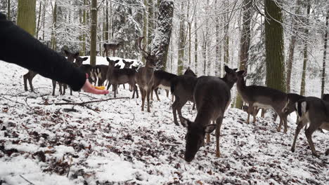 Manos-Humanas-Tirando-Comida-A-La-Manada-De-Ciervos-En-Barbecho-En-El-Bosque-De-Invierno,-Nieve