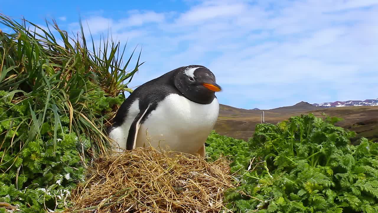pingüino gentoo adulto incubando huevos en el nido sobre hierba muy verde