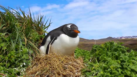 Adult-Gentoo-penguin-incubating-egg-on-nest-on-very-green-grass