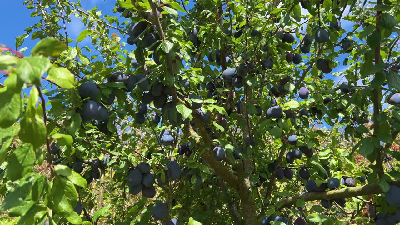 화창한 여름날, 과일 정원에 있는 자두나무