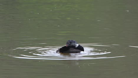 White-winged-Duck,-Asarcornis-scutulata,-Thailand