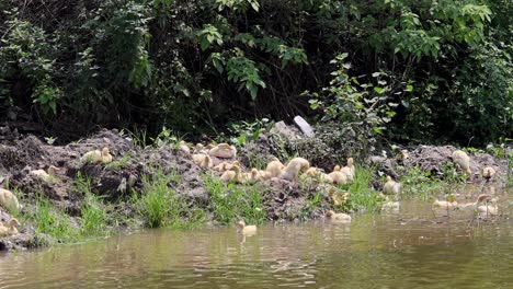 ducks gathered near a riverbank in nature