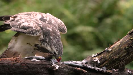 close-up common buzzard eating fresh meat on a branch flapping wings victorious