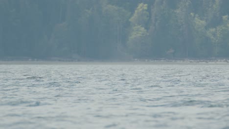 watching orcas swim during boat trip. slomo, handheld