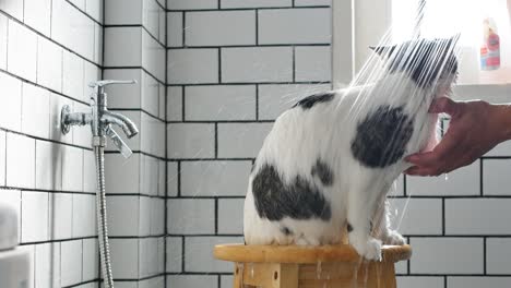 un hombre tomando un baño para su gato escocés en un baño con una ducha.