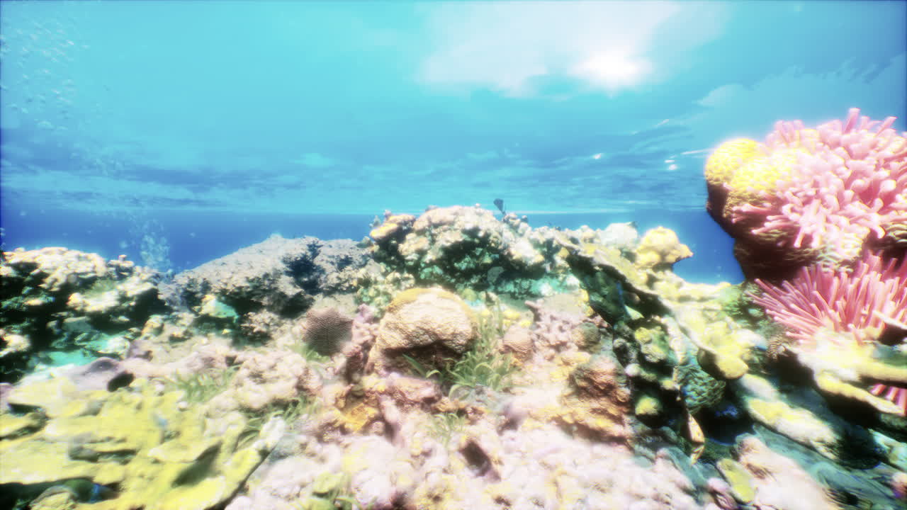 다채로운 물고기와 해파리가 있는 아름다운 수중 산호초