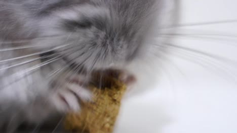 Extreme-Closeup-Of-A-Gray-Chinchilla-Feeding-On-Nuts