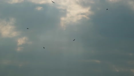 eagles flying across the sky with sunrays breaking through the clouds