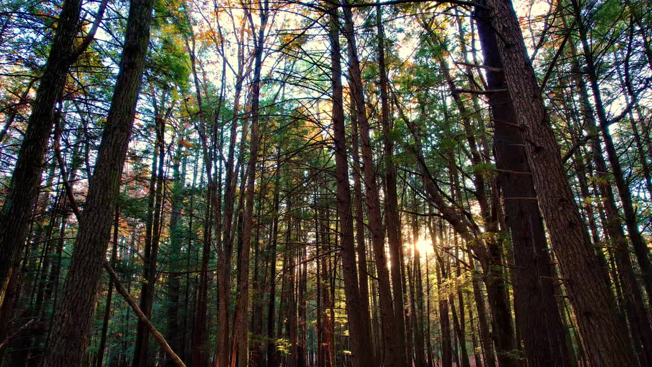 imágenes fluidas de un bosque de pinos otoñales con hojas en el suelo y una hermosa luz dorada en las montañas apalaches