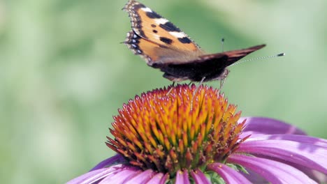 Kleiner-Schildpatt-Schmetterling-Sitzt-Auf-Purpursonnenhut,-Frisst-Pollen-Und-Bestäubt-Ihn