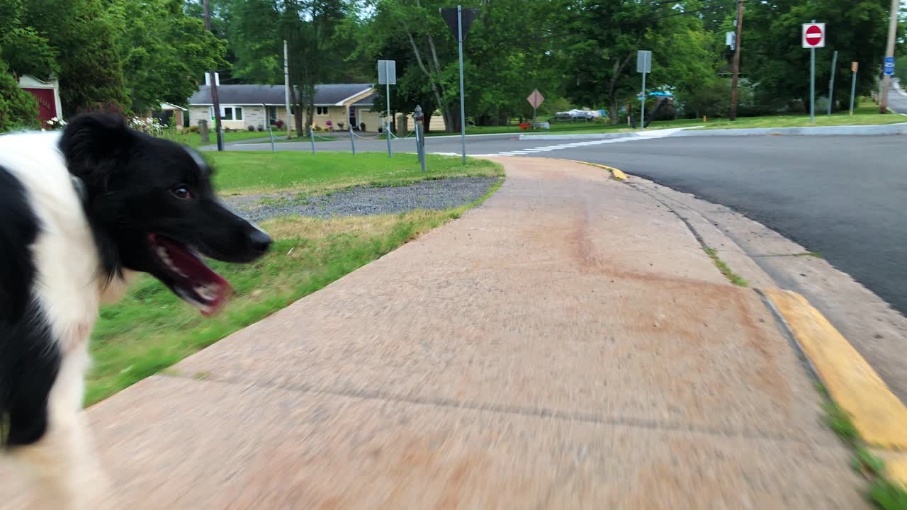 Close up of a Border Collie dog walking down a sidewalk in a rural community and making eye contact with the camera