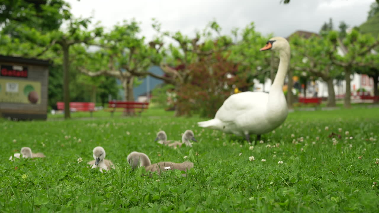 Swan and cygnets in a park in Walensee, Switzerland, surrounded by lush green grass and trees