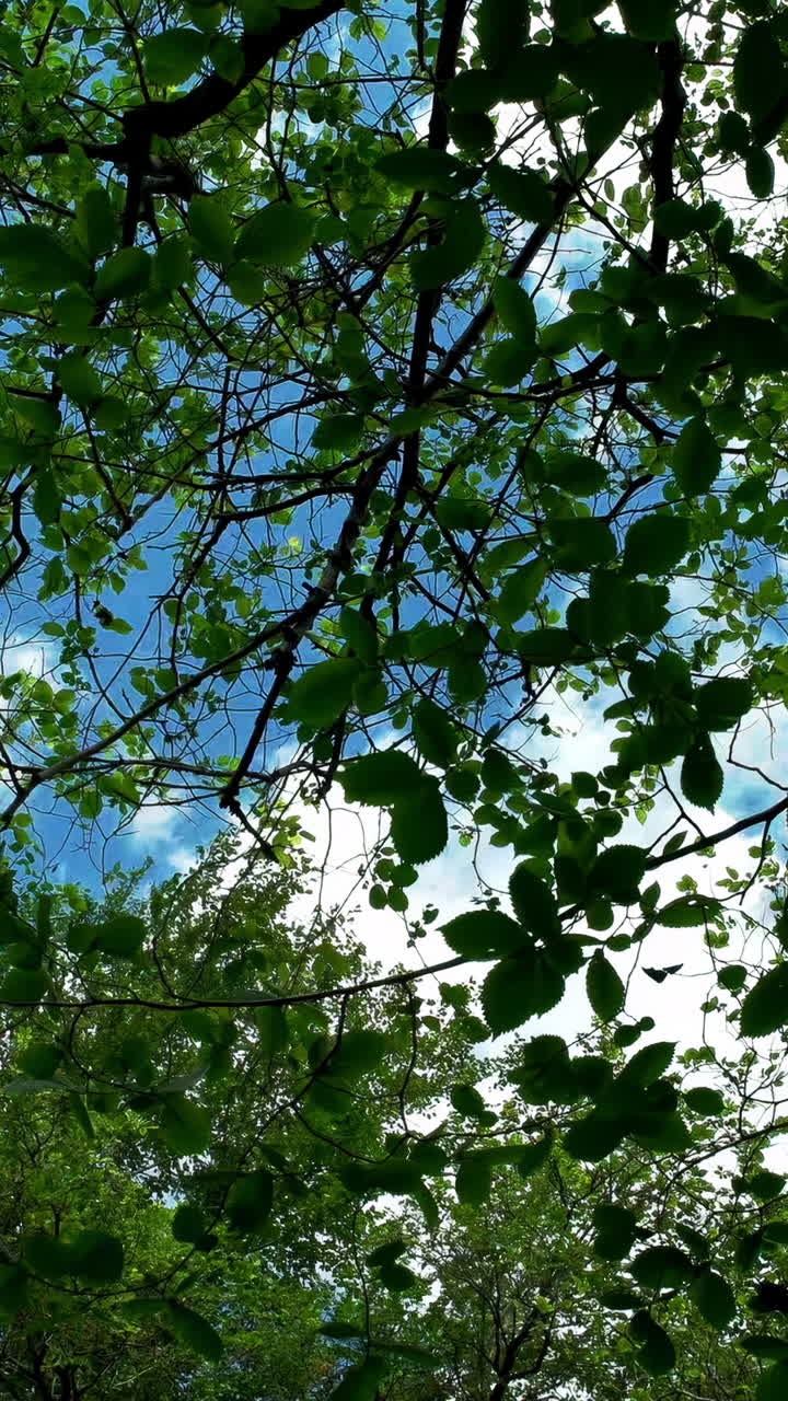 Trees and Sky Through Foliage