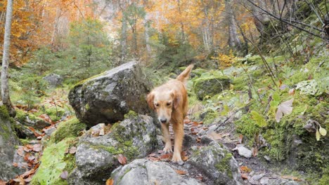 una joven perra golden retriever camina con entusiasmo hacia la cámara en un sendero en medio del bosque, alpes franceses