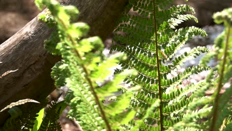 Farn-Im-Vordergrund-Mit-Glitzernden-Fluss-Im-Hintergrund-An-Einem-Sonnigen-Tag-Im-Wald-Ffawr,-Südwales,-Uk