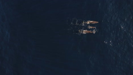 drone shot of a family of three whales swimming together on the surface