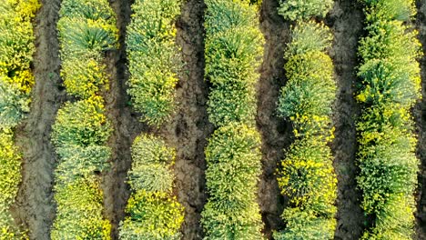 aerial view of beautiful blooming curry plant field in rural countryside.