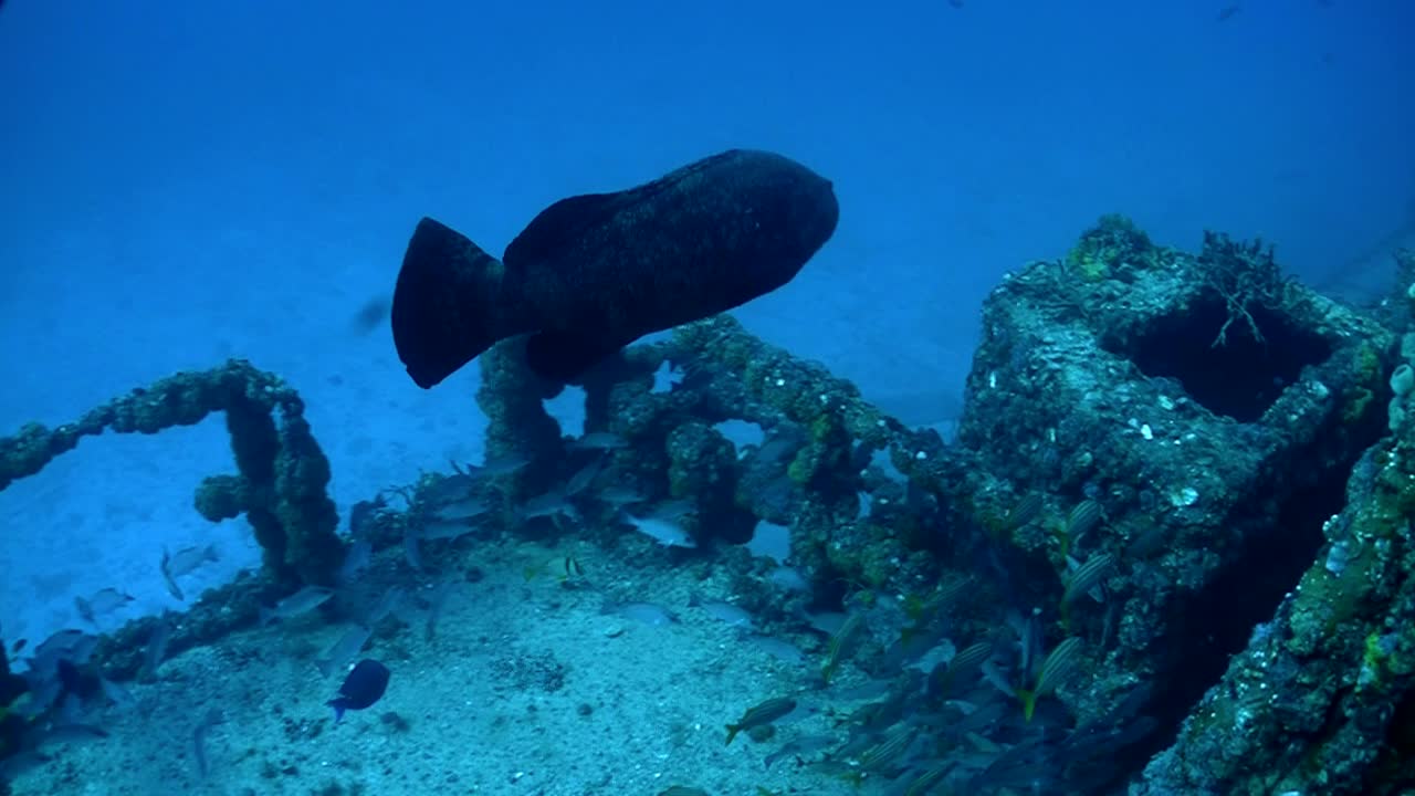 난파선 주위를 헤엄치는 물고기