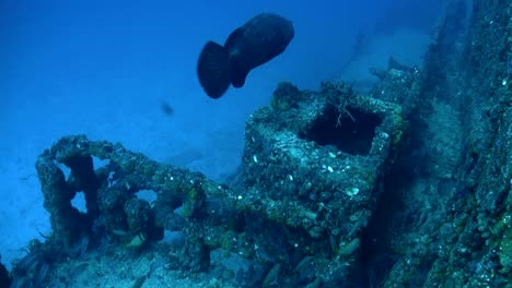 Fish-swim-around-a-shipwreck