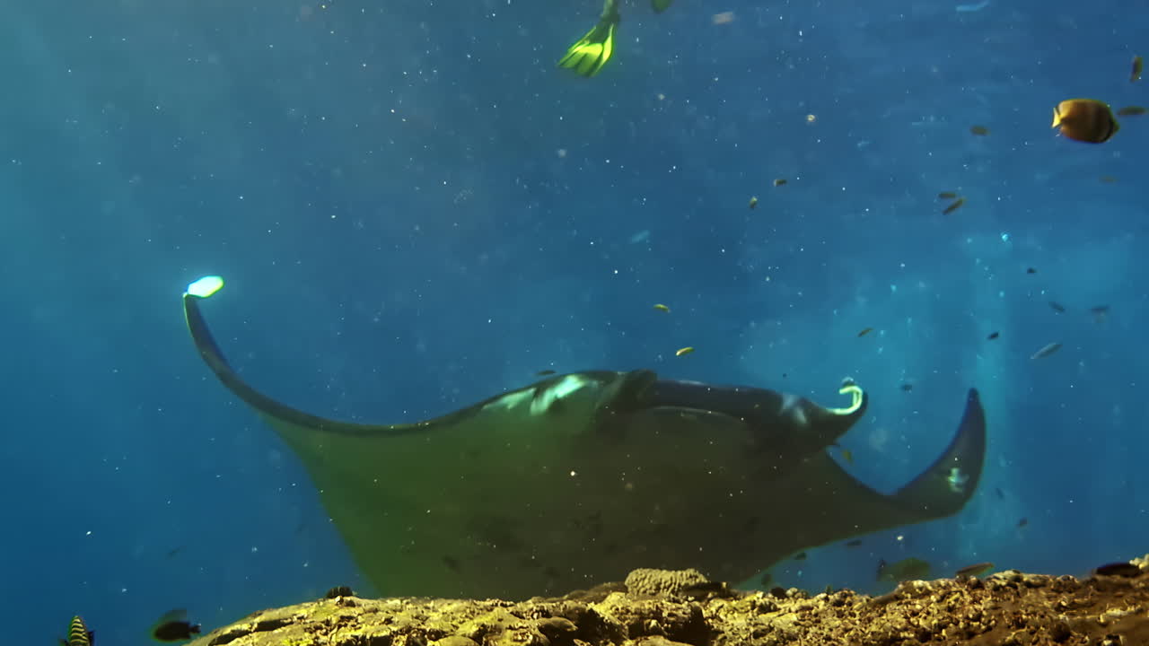 A majestic plankton-feeding Manta Ray glides over a healthy coral reef, surrounded by a school of small fish in clear blue tropical water